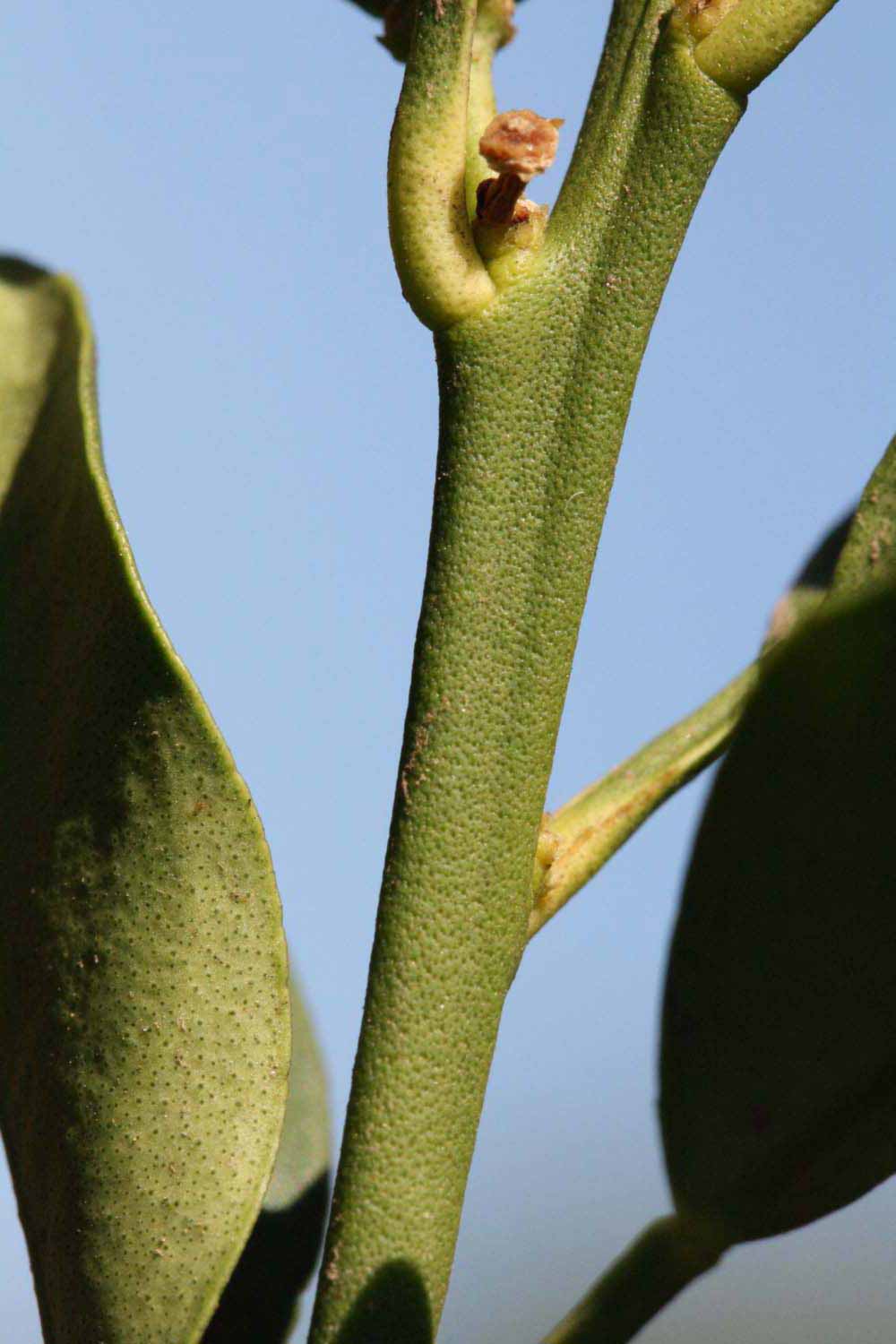            First year twig (Riverside, CA)   